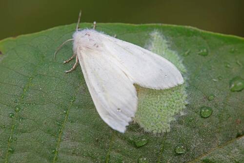 moth eggs