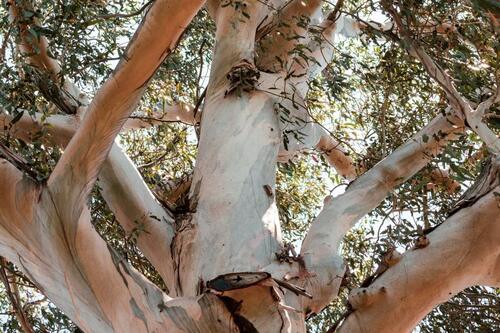 eucalyptus trunk