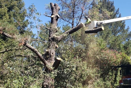 topped tree