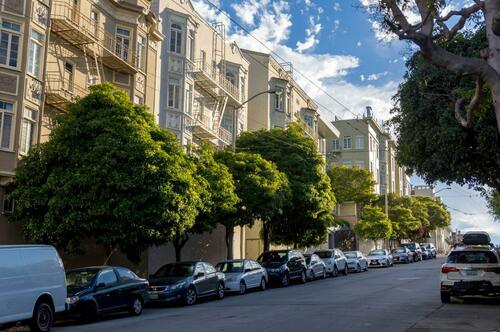 SF street trees