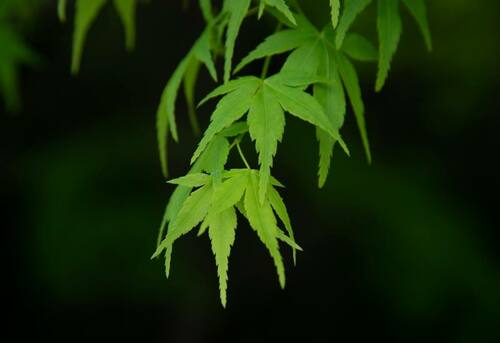 green japanese maple