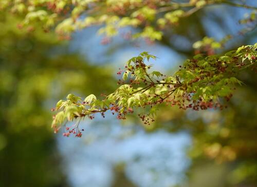 japanese maple flowers