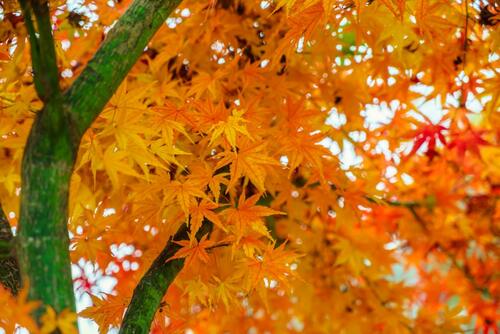 japanese maple