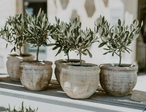 potted olive