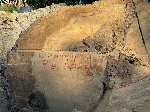 Tree Trunk Cross-Section Timeline