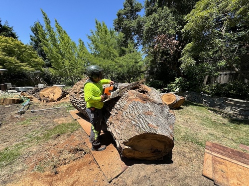 Worker Cutting Large Tree Log