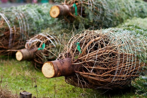 cut christmas trees