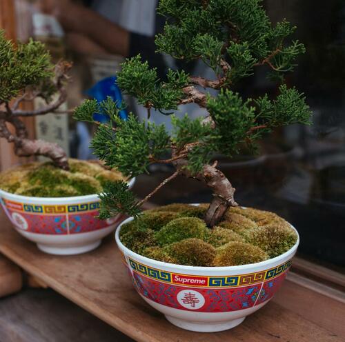 juniper bonsai