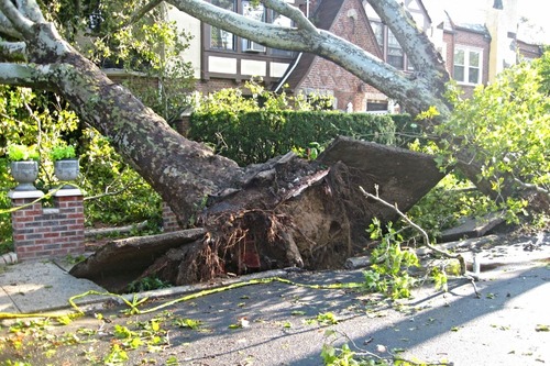Fallen Tree: Arborist Response