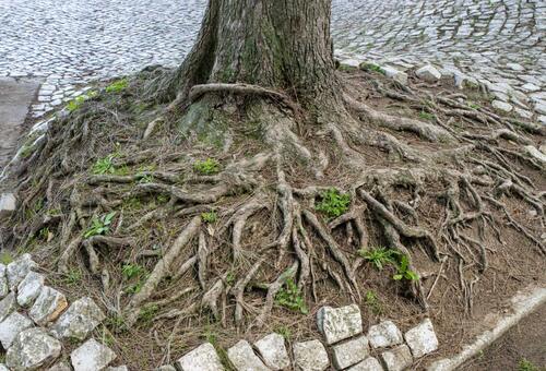 Girdled Tree Roots: Arborist Concern