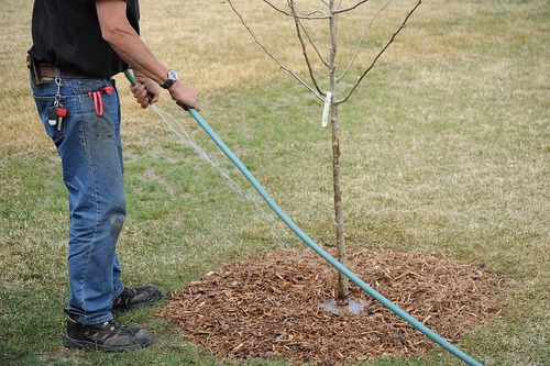 Tree Watering: Arborist Care