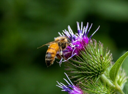 Native Flower: Bee Attraction