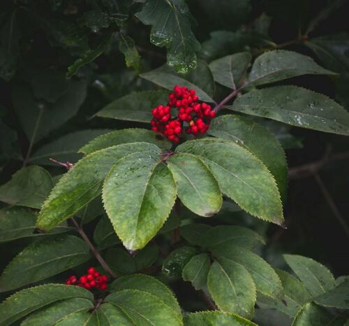 Red Elderberry: Arboreal Delight