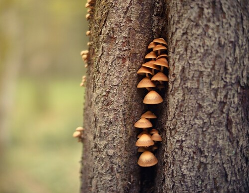 mushrooms