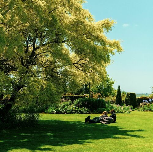 San Francisco Urban Environment: Arborist's Concern