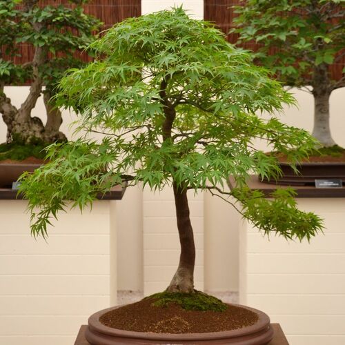 maple bonsai