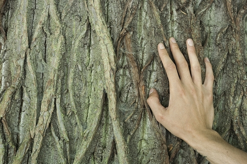 Nature Connection: Close-up of Tree Bark