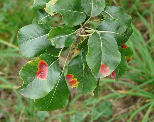 Pear Tree Leaves with Fungal Disease