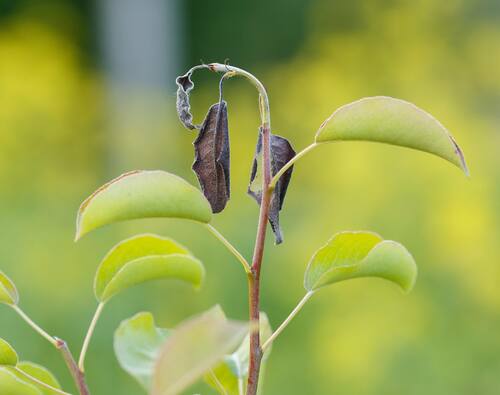 Fruit Tree Leaves with Fire Blight Symptoms