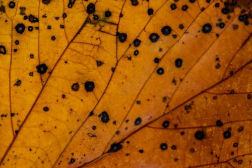 Close-Up of Leaf with Fungal Disease