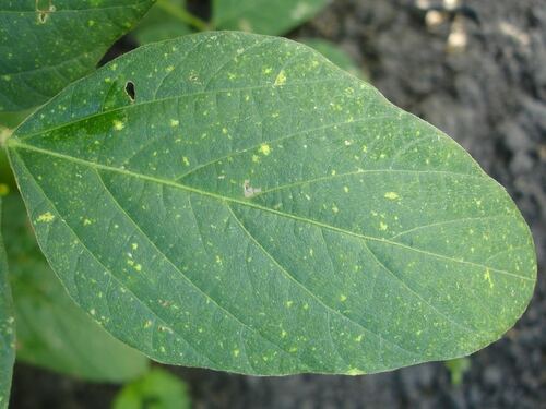 Leaf with Yellow Spots and Patches