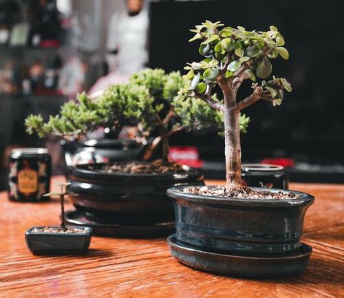 Indoor Bonsai Tree Collection