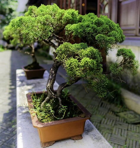 Outdoor Bonsai Trees in Pots