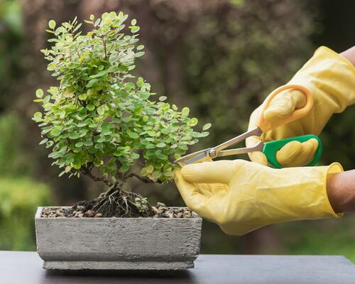 Pruning a Bonsai Tree with Care