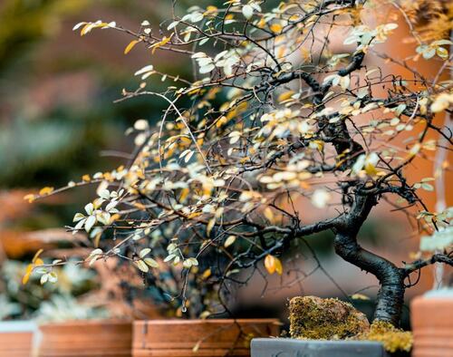 Bonsai Tree in Autumn Transition