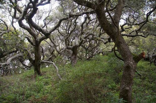Dense Oak Tree Forest