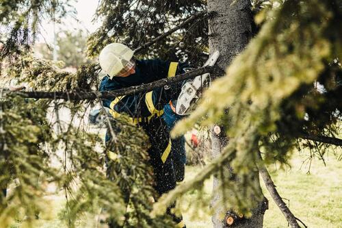 Professional Arborist Trimming Tree Branches