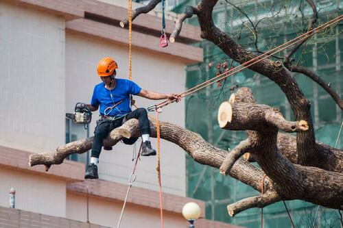 Arborist Pruning Large Tree Using Ropes