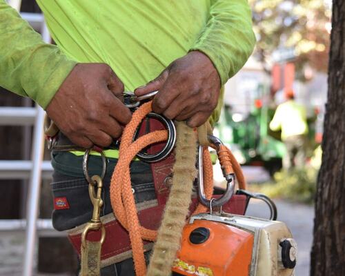 Arborist Preparing Safety Gear for Tree Work