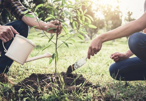 Planting and Caring for Young Trees