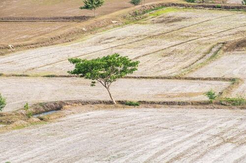 Young Tree in a Dry Field Landscape