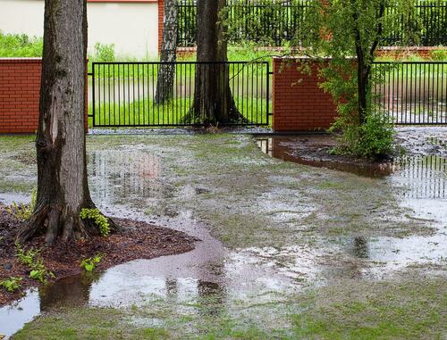 Tree Roots and Flooded Yard