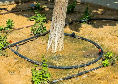 Efficient Drip Irrigation for Trees