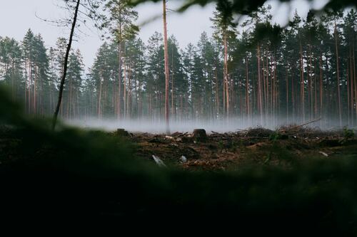 Deforested Area with Misty Pines