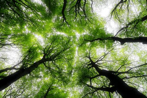 Tall Trees Forming a Lush Green Canopy