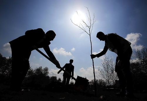 Professional Tree Planting