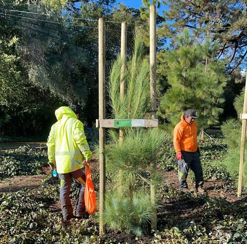 Arborists Staking Young Pine Trees