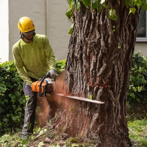 Expert Tree Removal Services - Arborist Now