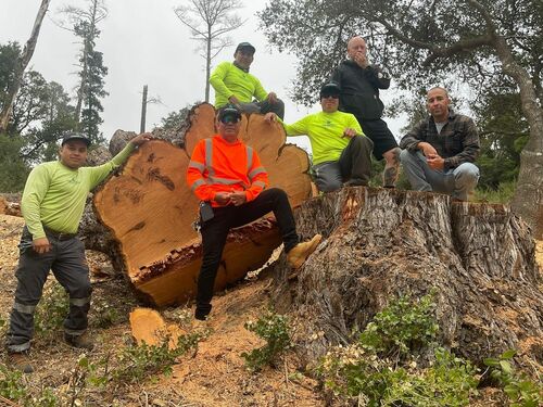 Arborist Now team with a felled tree