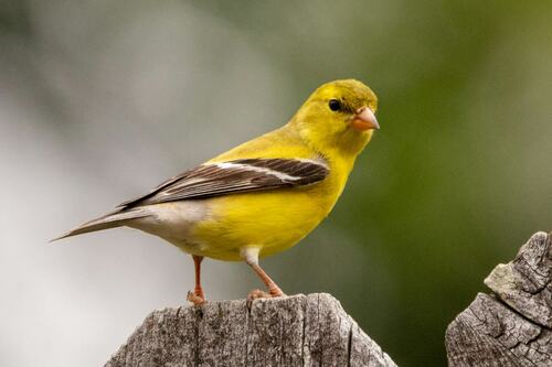 Yellow and Black Bird on Wooden Post
