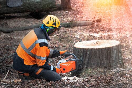 Tree Stump Removal