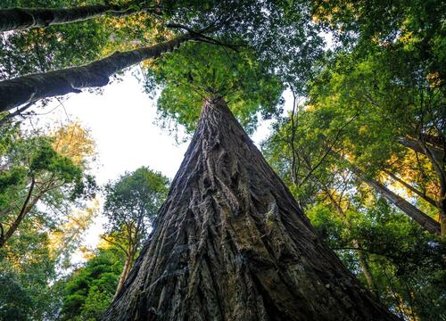 Majestic Redwoods of San Francisco