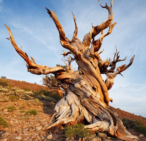 Ancient Bristlecone Pine - SF Landscape