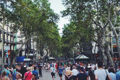 Urban Street Tree Canopy