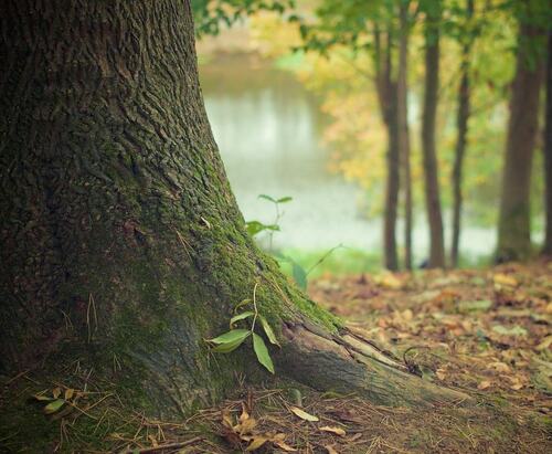 Autumn Tree on Woodland Path