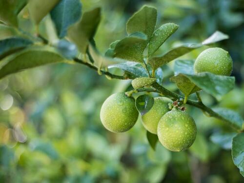 Dewy Limes on Tree